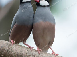Bonded Pair Of Java