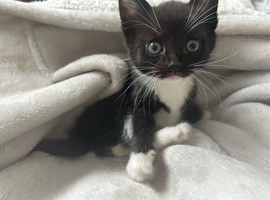 Kittens