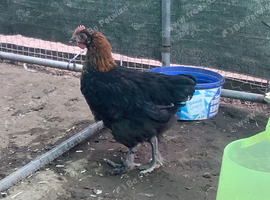 French Black Copper Marans pure breed Cockerel