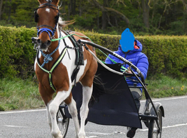 Driving Mare for sale