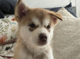 Beautiful Female Alaskan Malamute Puppy