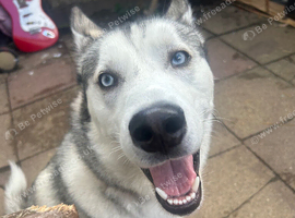 Blue eyed Siberian husky