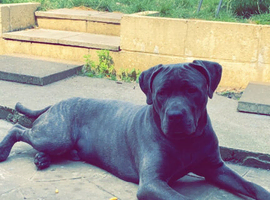 2 year old male needs new home