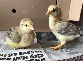 Day old chicks Leicester