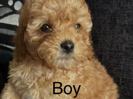 F1b puppies