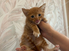 Ginger and white boys and tortie girl
