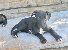 Bull x bitch pup