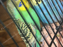 4 budgies to go to a new home