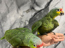 Friendly Baby Handreared Super Tame Cuddly Red Lord Amazon Parrot,4
