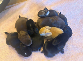 Newborn baby lops