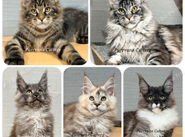 TICA registered Maine coon kittens READY NOW