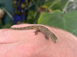 Eurydactylodes Occidentalis (chameleon gecko)