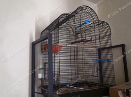 4 budgies for sale