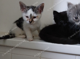 Beautiful kittens