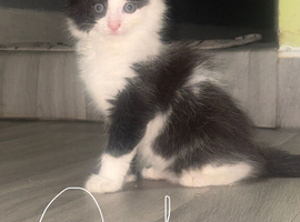 1 Kitten girl looking home