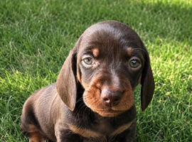 mini dashund
