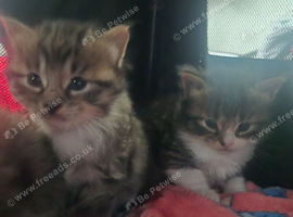 6 gorgeous kittens