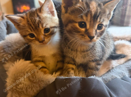 Beautiful kittens