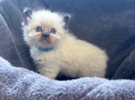 Ragdoll kittens