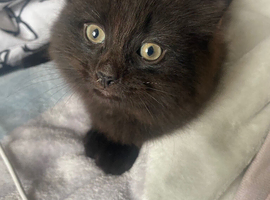2 x boy kittens black but slight tabby markings in the light