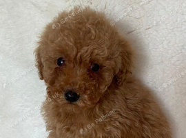 F1bb cockapoo puppies ready to leave