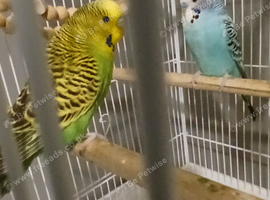 Blue and green budgie