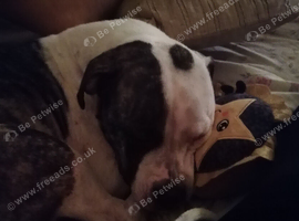 Female American Bulldog for rehome.