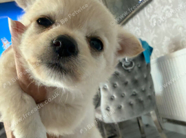 Micro teacup Pomeranian and chihuahua mix