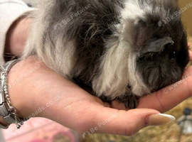 10 week old Lunkarya guinea pig last one left