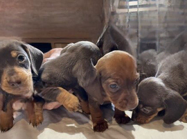 Litter of mixed boy and girls