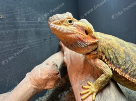 Bearded dragon pair for sale