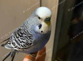 URGENT 1 Blue Bird .Comes with cage and food.