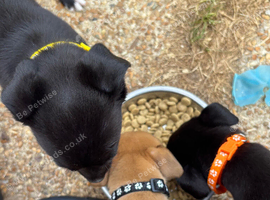 Whippet x puppies