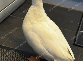 White call ducks