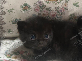 Only 3 left kittens looking for forever homes