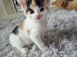 Gorgeous Half-Bengal Cross Kittens