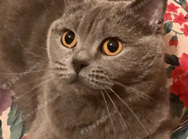 **British Shorthair Kittens**