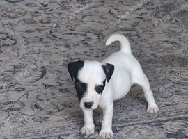 Jack Russell Puppies for sale