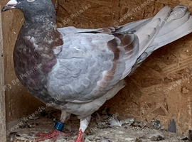 Ash bar racer pigeon 2026 RPRA ring