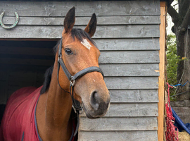 15.2 3 year old very pretty mare