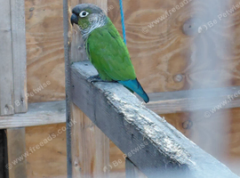 Breeding pair