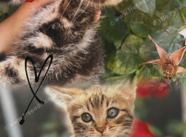 5 beautiful Scottish Fold x Tabby mix kittens ready for their new homes.
