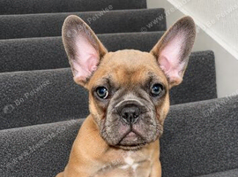 Beautiful frenchies for sale.