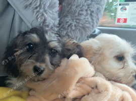 Cockapoo girls