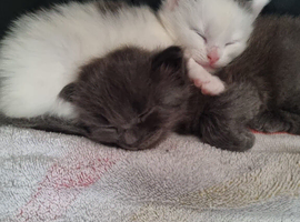 Boy and girl ragdoll