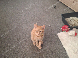 Ginger kitten