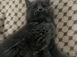 Pedigree Maine Coon xPedigree Ragdoll Kittens