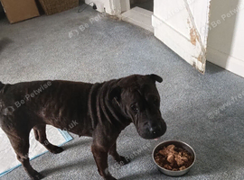 Black sharpei female