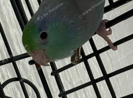 For sale beautiful baby parrolet and extra s