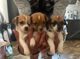 Puppies Ready Now